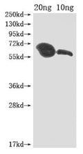 Western Blot
Positive WB detected in Recombinant protein
All lanes: MIP1 antibody at 1:2000
Secondary
Goat polyclonal to rabbit IgG at 1/50000 dilution
Predicted band size: 60 kDa
Observed band size: 60 kDa