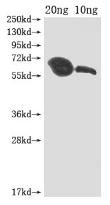 Western Blot
Positive WB detected in Recombinant protein
All lanes: MIP1 antibody at 1:2000
Secondary
Goat polyclonal to rabbit IgG at 1/50000 dilution
Predicted band size: 60 kDa
Observed band size: 60 kDa