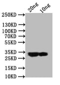 Western Blot
Positive WB detected in: recombinant protein
All lanes:ail Antibody at 1:1000
Secondary
Goat polyclonal to rabbit IgG at 1/50000 dilution
Predicted band size: 30.1 kDa
Observed band size: 30 kDa