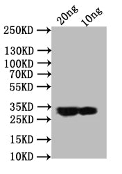 Western Blot
Positive WB detected in: recombinant protein
All lanes:ail Antibody at 1:1000
Secondary
Goat polyclonal to rabbit IgG at 1/50000 dilution
Predicted band size: 30.1 kDa
Observed band size: 30 kDa