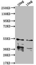 Western Blot
Positive WB detected in Recombinant protein
All lanes: IPAB antibody at 1:2000
Secondary
Goat polyclonal to rabbit IgG at 1/50000 dilution
Predicted band size: 40.2 kDa
Observed band size: 43 kDa