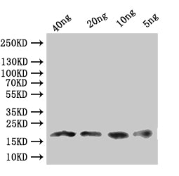 Western Blot
Positive WB detected in: recombinant protein
All lanes:Dll  Antibody at 1:1000
Secondary
Goat polyclonal to rabbit IgG at 1/50000 dilution
Predicted band size: 17.8 kDa
Observed band size: 18 kDa