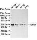 Western Blot
Positive WB detected in: recombinant protein
All lanes:CLN1 Antibody at 1:1000
Secondary
Goat polyclonal to rabbit IgG at 1/20000 dilution
Predicted band size: 32.5 kDa
Observed band size: 33 kDa