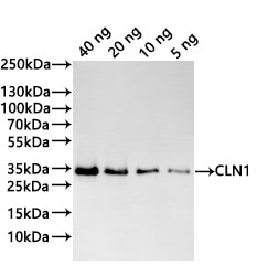 Western Blot
Positive WB detected in: recombinant protein
All lanes:CLN1 Antibody at 1:1000
Secondary
Goat polyclonal to rabbit IgG at 1/20000 dilution
Predicted band size: 32.5 kDa
Observed band size: 33 kDa