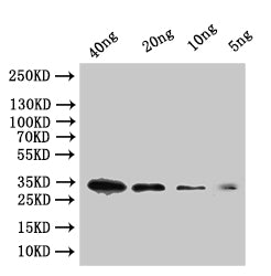 Western Blot
Positive WB detected in: recombinant protein
All lanes:tfpI Antibody at 1:1000
Secondary
Goat polyclonal to rabbit IgG at 1/50000 dilution
Predicted band size: 29 kDa
Observed band size: 34 kDa