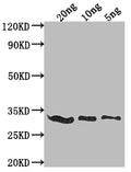 Western Blot
Positive WB detected in Recombinant protein
All lanes: E3L antibody at 1:2000
Secondary
Goat polyclonal to rabbit IgG at 1/50000 dilution
Predicted band size: 28.5 kDa
Observed band size: 29 kDa