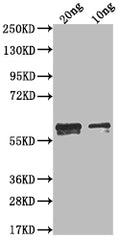 Western Blot
Positive WB detected in Recombinant protein
All lanes: N antibody at 1:2000
Secondary
Goat polyclonal to rabbit IgG at 1/50000 dilution
Predicted band size: 49.4 kDa
Observed band size: 60 kDa