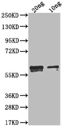 Western Blot
Positive WB detected in Recombinant protein
All lanes: N antibody at 1:2000
Secondary
Goat polyclonal to rabbit IgG at 1/50000 dilution
Predicted band size: 49.4 kDa
Observed band size: 60 kDa