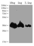 Western Blot
Positive WB detected in Recombinant protein
All lanes: CHLI1 antibody at 1:2000
Secondary
Goat polyclonal to rabbit IgG at 1/50000 dilution
Predicted band size: 35.1 kDa
Observed band size: 35 kDa