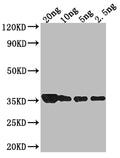 Western Blot
Positive WB detected in Recombinant protein
All lanes: groL antibody at 1:2000
Secondary
Goat polyclonal to rabbit IgG at 1/50000 dilution
Predicted band size: 34.4 kDa
Observed band size: 34 kDa