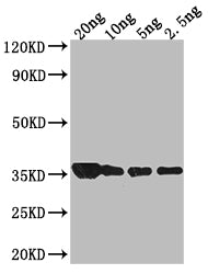 Western Blot
Positive WB detected in Recombinant protein
All lanes: groL antibody at 1:2000
Secondary
Goat polyclonal to rabbit IgG at 1/50000 dilution
Predicted band size: 34.4 kDa
Observed band size: 34 kDa