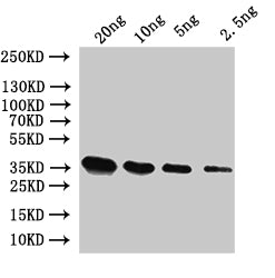 Western Blot
Positive WB detected in: recombinant protein
All lanes:SUI2 Antibody at 1:1000
Secondary
Goat polyclonal to rabbit IgG at 1/50000 dilution
Predicted band size: 37 kDa
Observed band size: 37 kDa