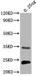 Western Blot
Positive WB detected in Recombinant protein
All lanes:eutC antibody at 1:2000
Secondary
Goat polyclonal to rabbit IgG at 1/50000 dilution
Predicted band size: 32 kDa
Observed band size: 32 kDa