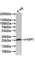 Western Blot
Positive WB detected in: recombinant protein
All lanes:YAP1 Antibody at 1:1000
Secondary
Goat polyclonal to rabbit IgG at 1/20000 dilution
Predicted band size: 22.7 kDa
Observed band size: 25 kDa