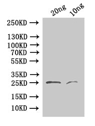 Western Blot
Positive WB detected in: recombinant protein
All lanes:24 Antibody at 1:1000
Secondary
Goat polyclonal to rabbit IgG at 1/50000 dilution
Predicted band size:25.1 kDa
Observed band size: 25 kDa
