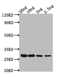 Western Blot
Positive WB detected in Recombinant protein
All lanes: CRTI antibody at 1:2000
Secondary
Goat polyclonal to rabbit IgG at 1/50000 dilution
Predicted band size: 24.2 kDa
Observed band size: 56 kDa