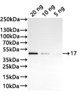 Western Blot
Positive WB detected in: recombinant protein
All lanes:17 Antibody at 1:1000
Secondary
Goat polyclonal to rabbit IgG at 1/20000 dilution
Predicted band size: 38.3 kDa
Observed band size: 39 kDa