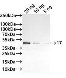 Western Blot
Positive WB detected in: recombinant protein
All lanes:17 Antibody at 1:1000
Secondary
Goat polyclonal to rabbit IgG at 1/20000 dilution
Predicted band size: 38.3 kDa
Observed band size: 39 kDa
