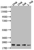 Western Blot
Positive WB detected in Recombinant protein
All lanes: mtl-1 antibody at 1:2000
Secondary
Goat polyclonal to rabbit IgG at 1/50000 dilution
Predicted band size: 12 kDa
Observed band size: 18 kDa