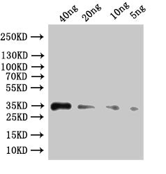 Western Blot
Positive WB detected in: recombinant protein
All lanes:ipaC Antibody at 1:1000
Secondary
Goat polyclonal to rabbit IgG at 1/50000 dilution
Predicted band size: 46.2 kDa
Observed band size: 47 kDa