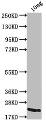 Western Blot
Positive WB detected in Recombinant protein
All lanes: A27L antibody at 1:2000
Secondary
Goat polyclonal to rabbit IgG at 1/50000 dilution
Predicted band size: 19.6 kDa
Observed band size: 23 kDa