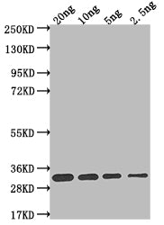 Western Blot
Positive WB detected in Recombinant protein
All lanes: L1R antibody at 1:2000
Secondary
Goat polyclonal to rabbit IgG at 1/50000 dilution
Predicted band size: 26.8 kDa
Observed band size: 29 kDa