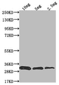 Western Blot
Positive WB detected in Recombinant protein
All lanes: prfA antibody at 1:2000
Secondary
Goat polyclonal to rabbit IgG at 1/50000 dilution
Predicted band size: 31.4 kDa
Observed band size: 30 kDa