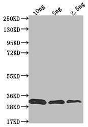 Western Blot
Positive WB detected in Recombinant protein
All lanes: prfA antibody at 1:2000
Secondary
Goat polyclonal to rabbit IgG at 1/50000 dilution
Predicted band size: 31.4 kDa
Observed band size: 30 kDa