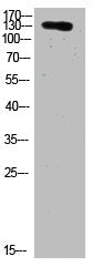 Western Blot analysis of HELA cells using primary antibody diluted at 1:2000(4°C overnight). Secondary antibody:Goat Anti-rabbit IgG IRDye 800( diluted at 1:5000, 25°C, 1 hour)