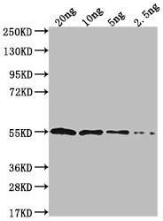 Western Blot
Positive WB detected in Recombinant protein
All lanes: IPAD antibody at 1:2000
Secondary
Goat polyclonal to rabbit IgG at 1/50000 dilution
Predicted band size: 52.7 kDa
Observed band size: 56 kDa
