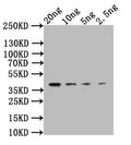 Western Blot
Positive WB detected in: recombinant protein
All lanes:CLB2 Antibody at 1:1000
Secondary
Goat polyclonal to rabbit IgG at 1/50000 dilution
Predicted band size: 34 kDa
Observed band size: 34 kDa