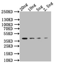 Western Blot
Positive WB detected in: recombinant protein
All lanes:CLB2 Antibody at 1:1000
Secondary
Goat polyclonal to rabbit IgG at 1/50000 dilution
Predicted band size: 34 kDa
Observed band size: 34 kDa