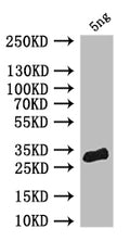 Western Blot
Positive WB detected in: recombinant protein
All lanes: pum Antibody at 1:1000
Secondary
Goat polyclonal to rabbit IgG at 1/50000 dilution
Predicted band size: 30 kDa
Observed band size: 30 kDa
