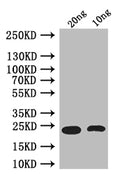 Western Blot
Positive WB detected in: recombinant protein
All lanes: Ets21C Antibody at 1:1000
Secondary
Goat polyclonal to rabbit IgG at 1/50000 dilution
Predicted band size: 26 kDa
Observed band size: 26 kDa