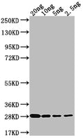Western Blot
Positive WB detected in Recombinant protein
All lanes: LPTD antibody at 1:2000
Secondary
Goat polyclonal to rabbit IgG at 1/50000 dilution
Predicted band size: 26.3 kDa
Observed band size: 27 kDa