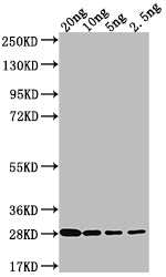 Western Blot
Positive WB detected in Recombinant protein
All lanes: LPTD antibody at 1:2000
Secondary
Goat polyclonal to rabbit IgG at 1/50000 dilution
Predicted band size: 26.3 kDa
Observed band size: 27 kDa