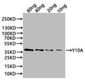 Western Blot
Positive WB detected in: recombinant protein
All lanes:Y10A Antibody at 1:1000
Secondary
Goat polyclonal to rabbit IgG at 1/20000 dilution
Predicted band size: 38 kDa
Observed band size: 38 kDa