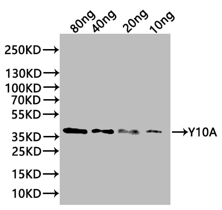 Western Blot
Positive WB detected in: recombinant protein
All lanes:Y10A Antibody at 1:1000
Secondary
Goat polyclonal to rabbit IgG at 1/20000 dilution
Predicted band size: 38 kDa
Observed band size: 38 kDa