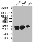 Western Blot
Positive WB detected in: recombinant protein
All lanes: UBC6 Antibody at 1:1000
Secondary
Goat polyclonal to rabbit IgG at 1/50000 dilution
Predicted band size: 33 kDa
Observed band size: 33 kDa