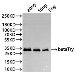 Western Blot
Positive WB detected in: recombinant protein
All lanes:betaTry Antibody at 1:1000
Secondary
Goat polyclonal to rabbit IgG at 1/20000 dilution
Predicted band size: 29.5 kDa
Observed band size: 29.5 kDa