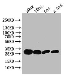 Western Blot
Positive WB detected in: recombinant protein
All lanes: TSA Antibody at 1:1000
Secondary
Goat polyclonal to rabbit IgG at 1/50000 dilution
Predicted band size: 29 kDa
Observed band size: 29 kDa