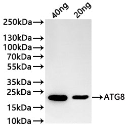 Western Blot
Positive WB detected in: recombinant protein
All lanes:SAP2 Antibody at 1:1000
Secondary
Goat polyclonal to rabbit IgG at 1/20000 dilution
Predicted band size: 42.5 kDa
Observed band size: 43 kDa
