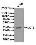 Western Blot
Positive WB detected in: recombinant protein
All lanes: DOT5 Antibody at 1:1000
Secondary
Goat polyclonal to rabbit IgG at 1/50000 dilution
Predicted band size: 25 kDa
Observed band size: 25 kDa