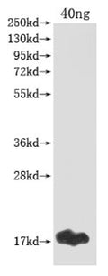 Western Blot
Positive WB detected in Recombinant protein
All lanes: gag antibody at 1:2000
Secondary
Goat polyclonal to rabbit IgG at 1/50000 dilution
Predicted band size: 17 kDa
Observed band size: 17 kDa