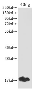 Western Blot
Positive WB detected in Recombinant protein
All lanes: gag antibody at 1:2000
Secondary
Goat polyclonal to rabbit IgG at 1/50000 dilution
Predicted band size: 17 kDa
Observed band size: 17 kDa