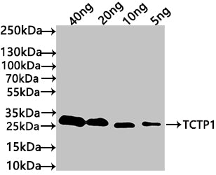 Western Blot
Positive WB detected in: recombinant protein
All lanes: TCTP1 Antibody at 1:1000
Secondary
Goat polyclonal to rabbit IgG at 1/50000 dilution
Predicted band size: 26 kDa
Observed band size: 30 kDa