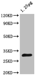 Western Blot
Positive WB detected in: Escherichia coli lysate
All lanes: OTSB antibody at 1:2000
Secondary
Goat polyclonal to rabbit IgG at 1/50000 dilution
Predicted band size: 30 kDa
Observed band size: 30 kDa