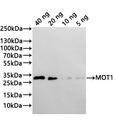 Western Blot
Positive WB detected in: recombinant protein
All lanes:MOT1 Antibody at 1:1000
Secondary
Goat polyclonal to rabbit IgG at 1/20000 dilution
Predicted band size: 26.5 kDa
Observed band size: 27 kDa