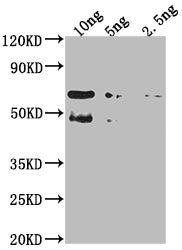 Western Blot
Positive WB detected in Recombinant protein
All lanes: TFC4 antibody at 1:2000
Secondary
Goat polyclonal to rabbit IgG at 1/50000 dilution
Predicted band size: 54.9 kDa
Observed band size: 61 kDa