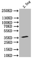 Western Blot
Positive WB detected in: recombinant protein
All lanes: stau Antibody at 1:1000
Secondary
Goat polyclonal to rabbit IgG at 1/50000 dilution
Predicted band size: 34 kDa
Observed band size: 34 kDa